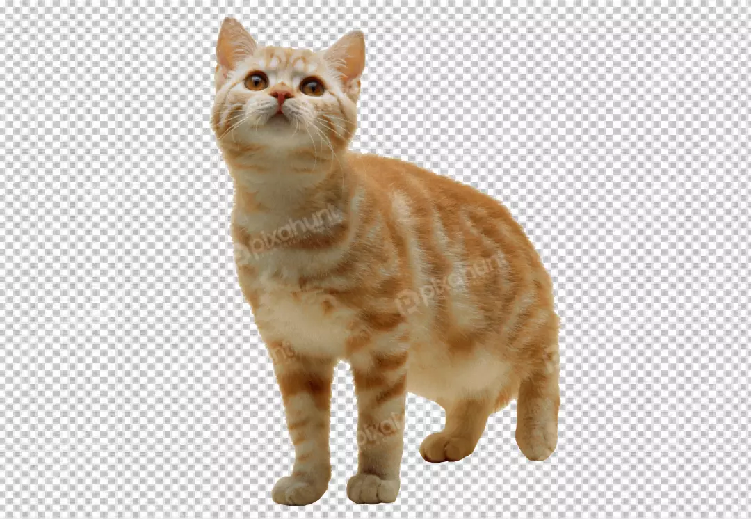 Free Premium PNG 2906