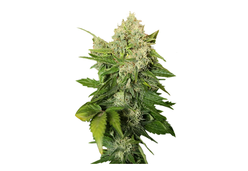 Free Premium PNG Cosmetic item with marijuana leaves  transparent background