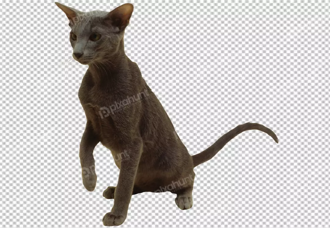 Free Premium PNG Lovely pet portrait isolated