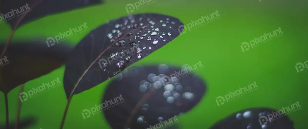 Free Premium Stock Photos looking up at a leaf is dark purple in color and has a smooth, shiny surface