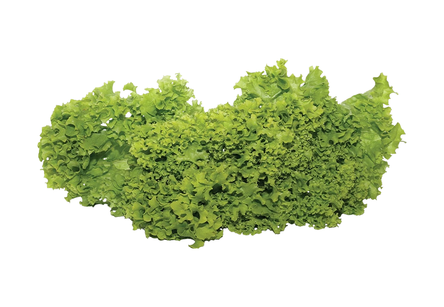 Free Premium PNG So many Leaf Of Green Cabbage Isolated On Alpha Layer