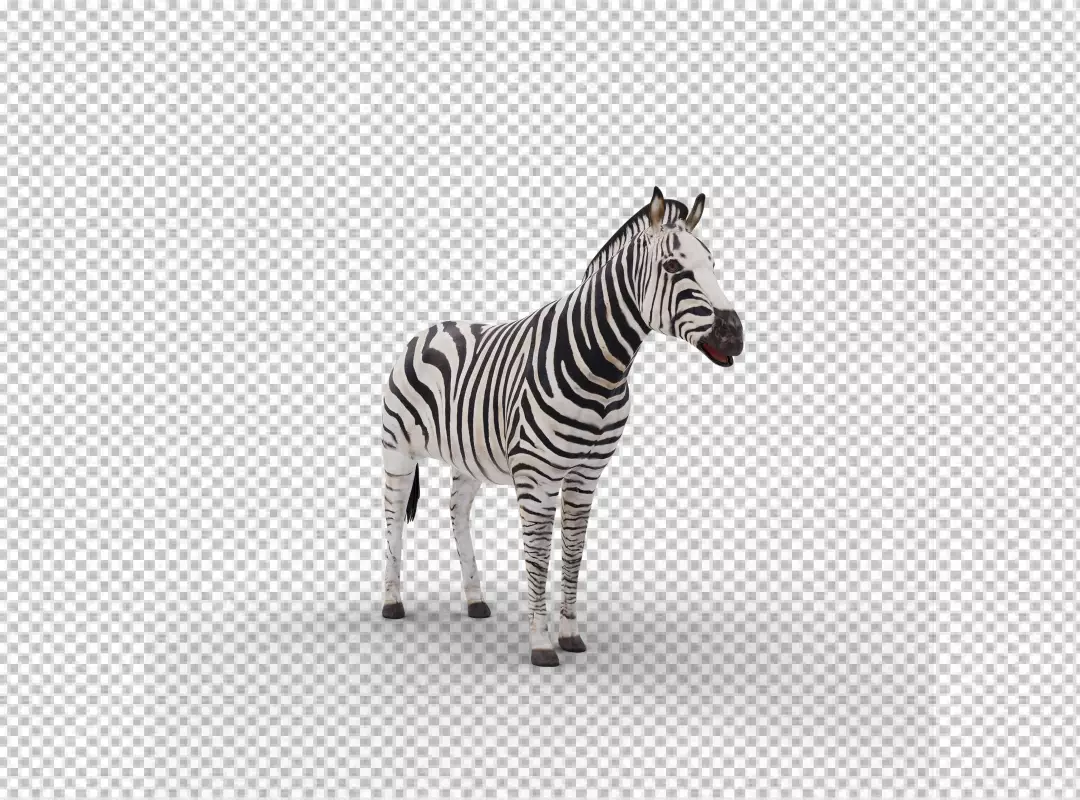 Free Premium PNG african zebra Transparent Background 