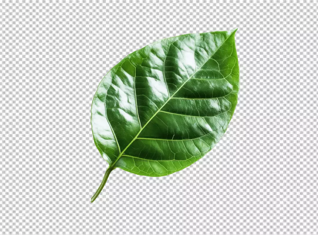 Vibrant Green Leaf PNG Cutout for Nature-Inspired Designs and Eco Projects