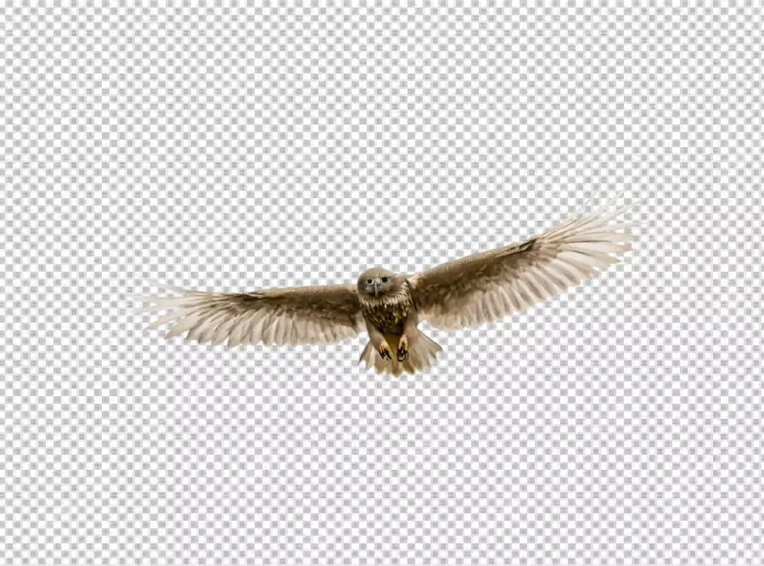 Majestic Owl Soaring Through Air With Wings Spread Wide and Intense Gaze