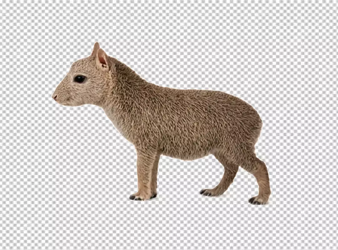 Small Brown Rodent Animal on White Background Wildlife Studio Shot
