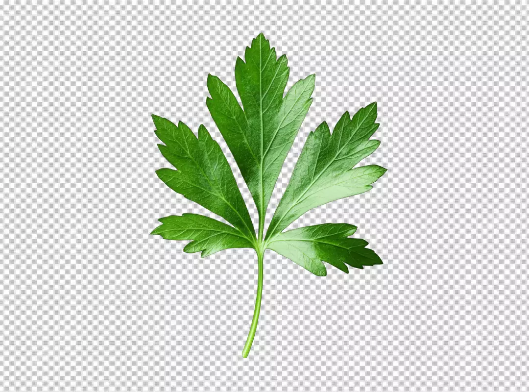Fresh Green Parsley Leaf Isolated PNG for Culinary and Healthy Lifestyle Designs