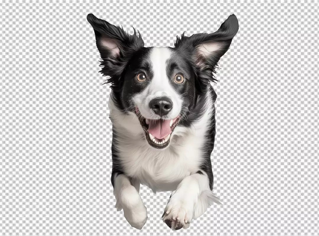 Energetic Border Collie Dog Jumping with Joyful Expression PNG Stock Image