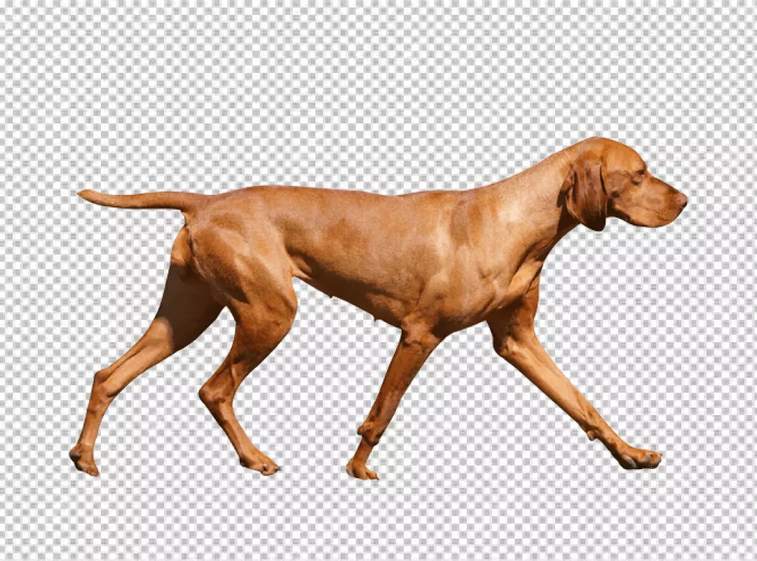 Elegant Vizsla Dog Walking in Profile with Graceful Stride