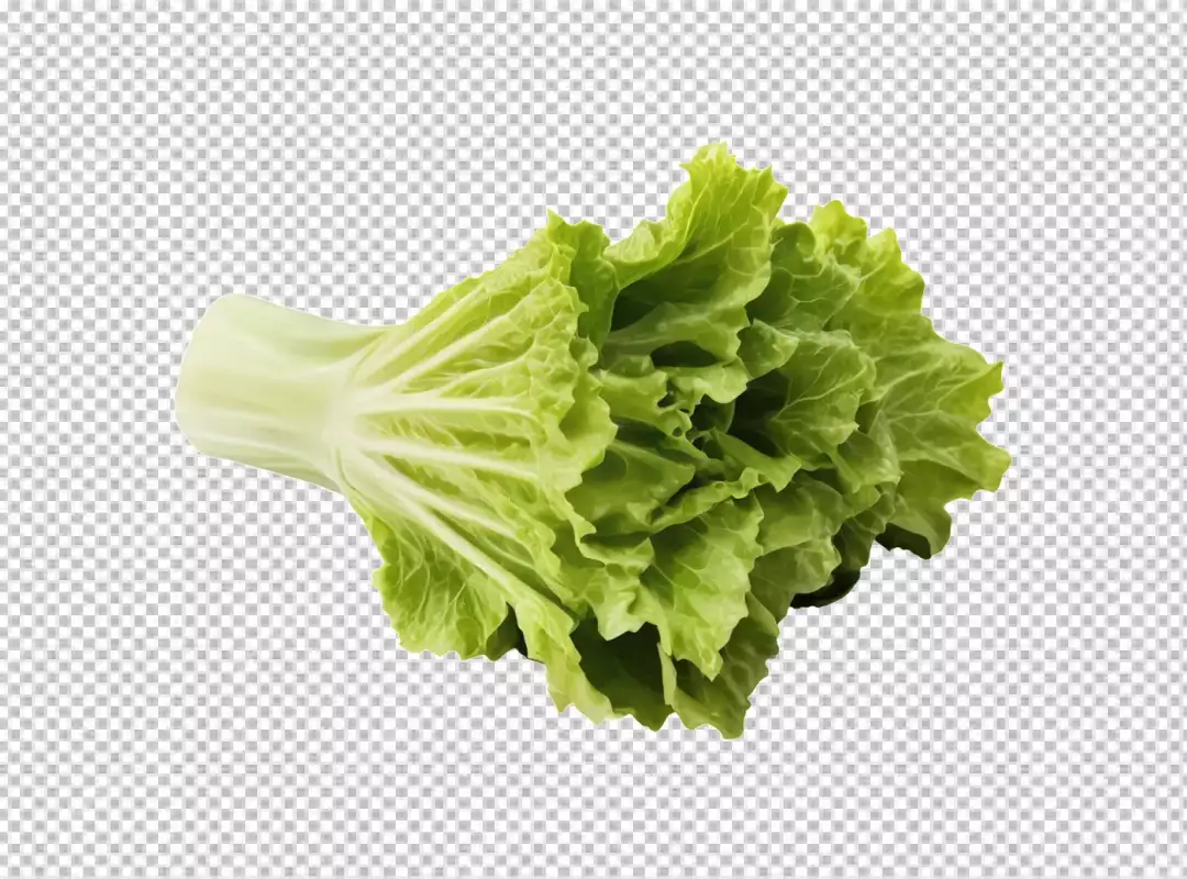 Vibrant Fresh Napa Cabbage for Healthy Asian Cuisine
