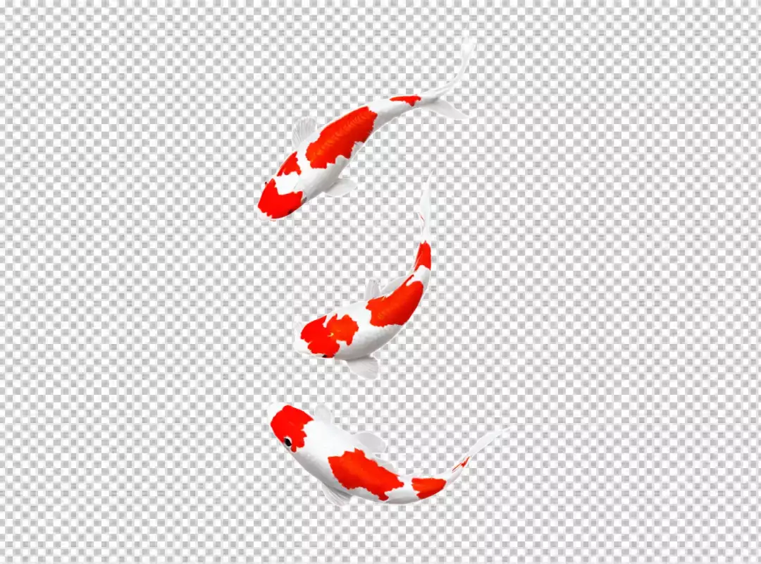 Three Vibrant Red and White Koi Fish Gracefully Swimming on a Pure White Background
