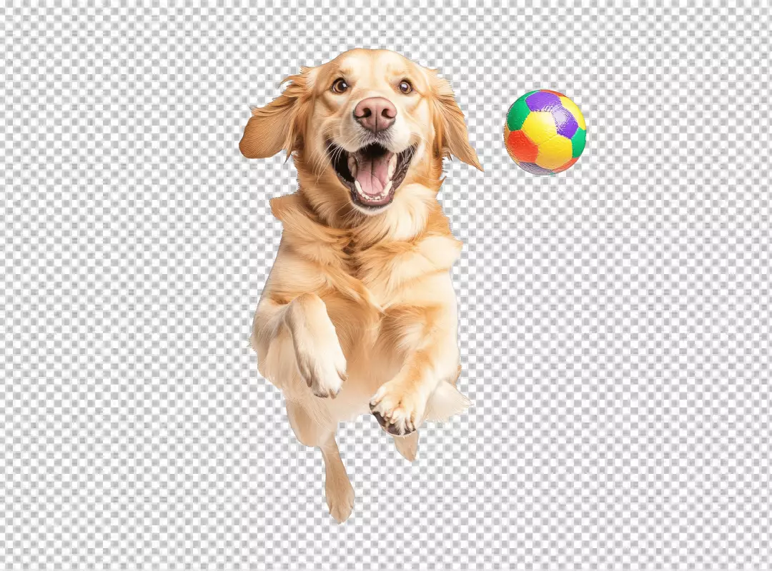 Happy Golden Retriever Dog Joyfully Jumping to Catch a Colorful Ball