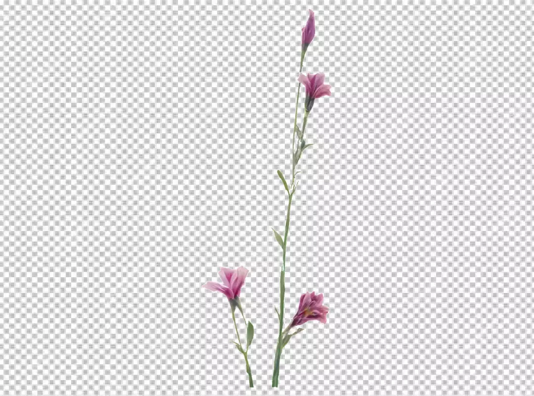 Graceful Pink Bell Flowers Blooming on a Tall Green Stem Isolated