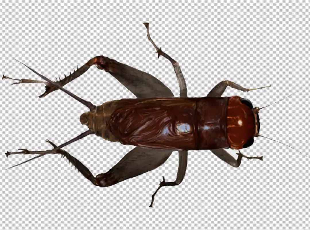 Free Premium PNG Cricket insect are typically brown or black in color, and they have long, slender antennae