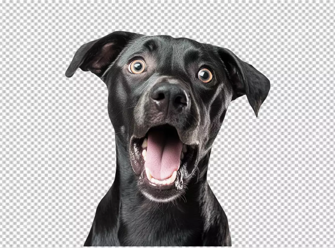 Funny Black Dog with Surprised Expression and Wide Open Mouth PNG Cutout