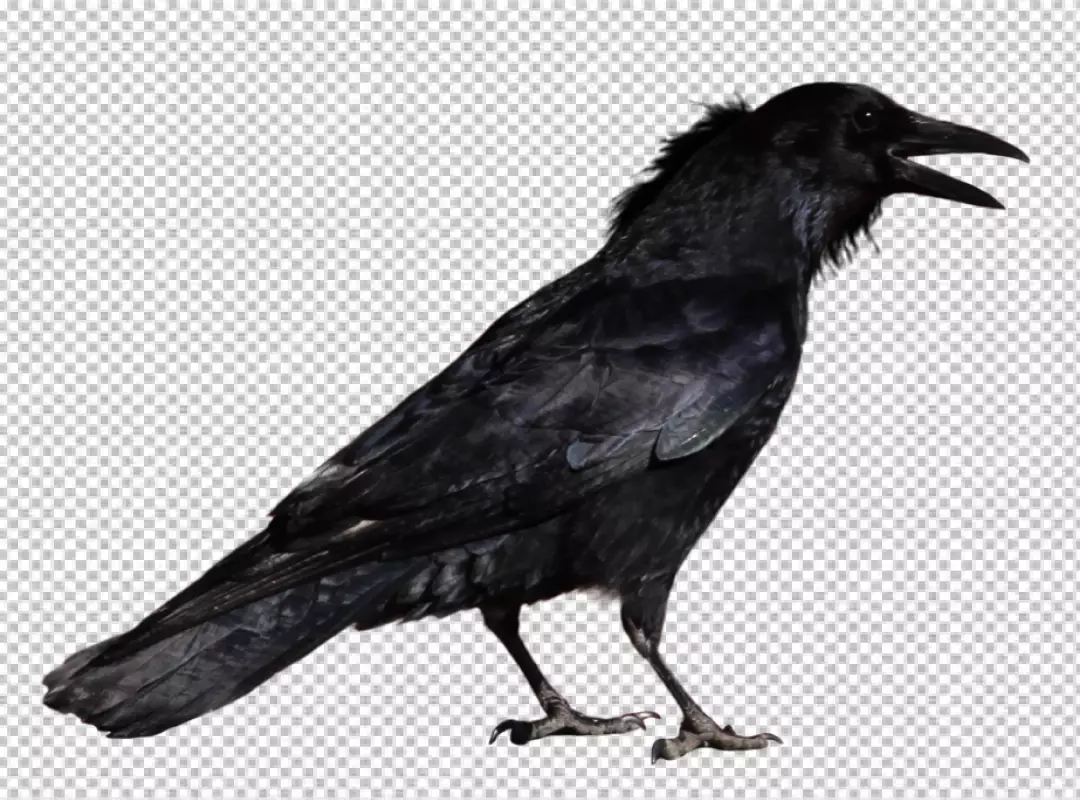 Free Premium PNG A pensive crow looking to the right