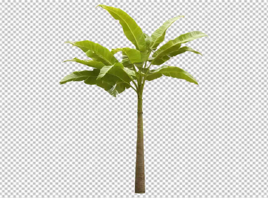 Vibrant Banana Plant Isolated on White Background with Lush Green Foliage