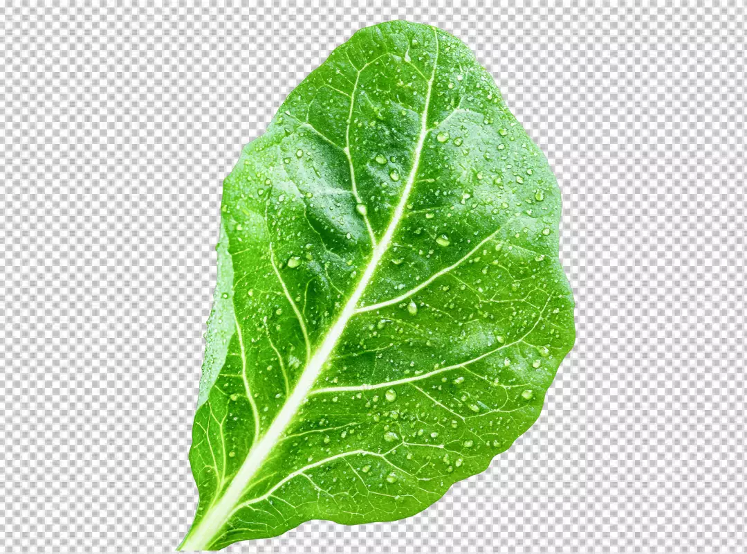 Vibrant Green Leaf with Fresh Water Droplets Nature Element on White Background
