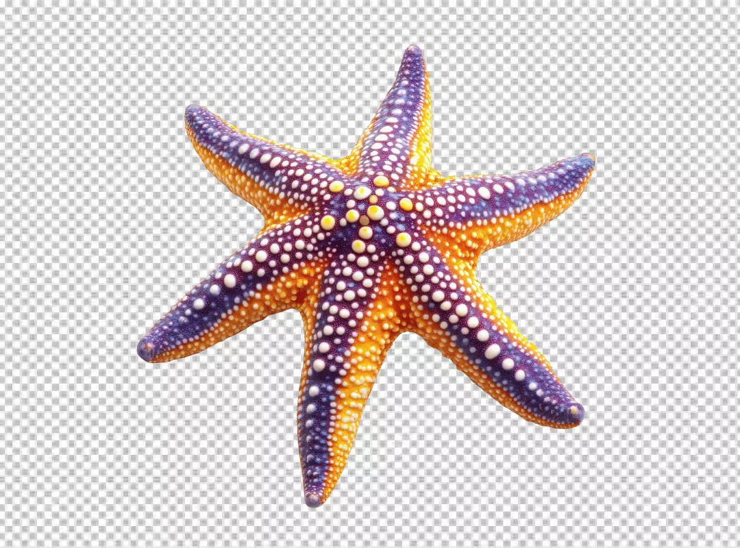 Vibrant Colorful Starfish Marine Creature for Underwater Design