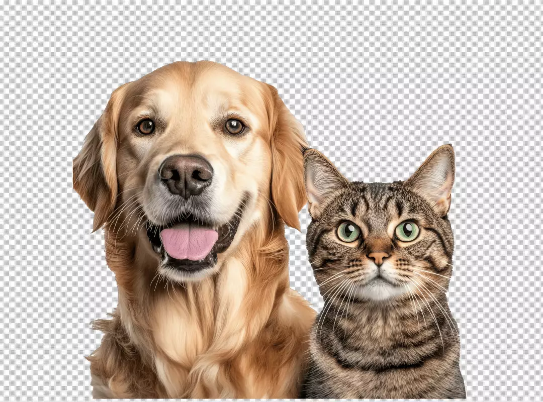 Friendly Golden Retriever Dog and Tabby Cat Looking Together PNG