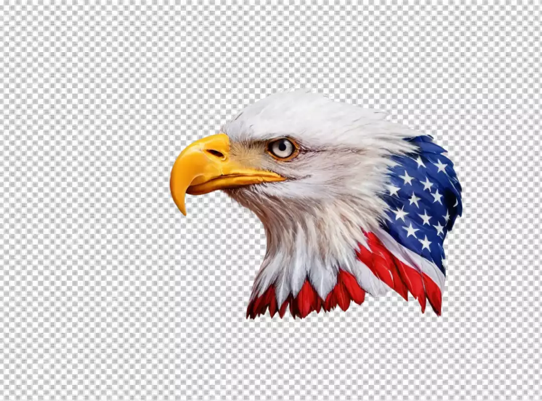 Majestic Bald Eagle Head with American Flag Feathers on Clean White Background