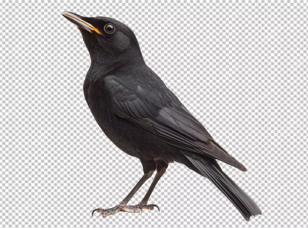 Detailed Blackbird Looking Up Transparent PNG for Nature Wildlife Designs