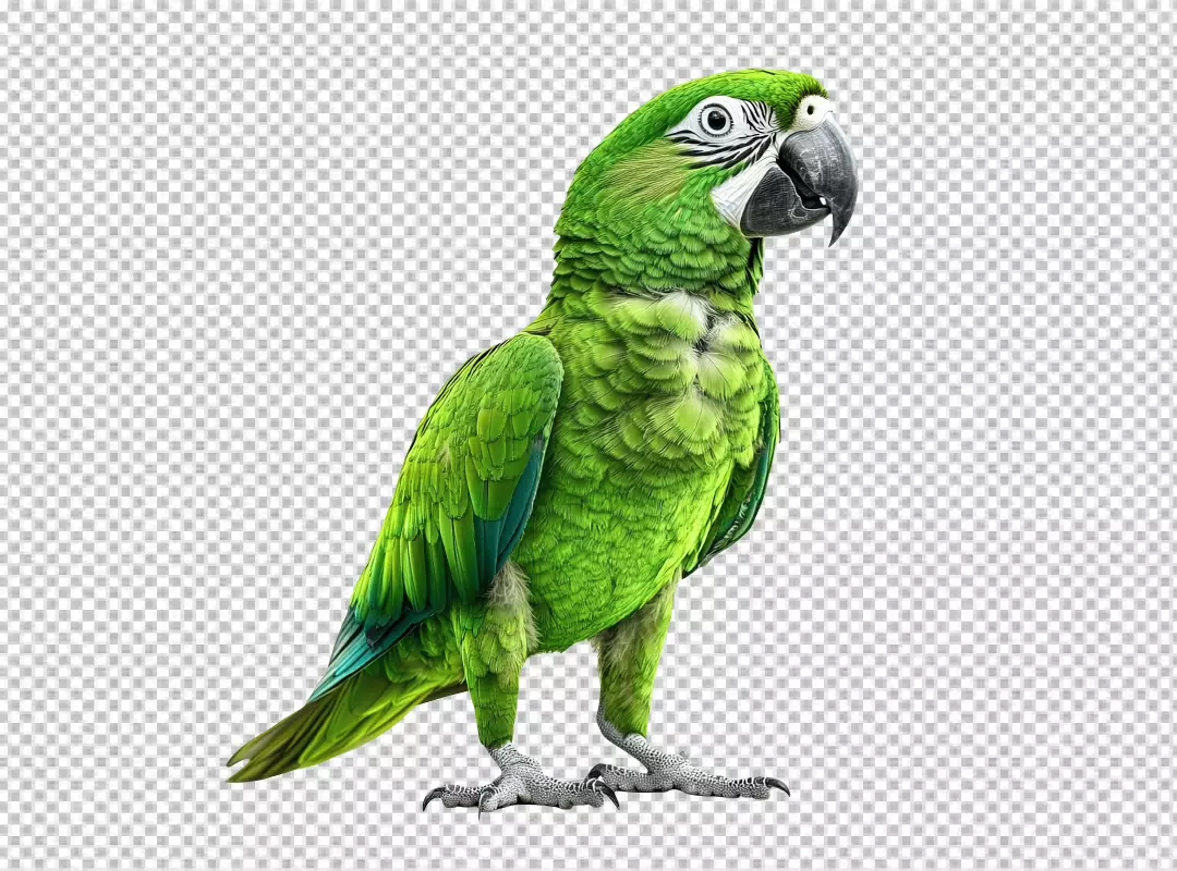 Vibrant Green Parrot Standing Confidently for Exotic Pet Designs