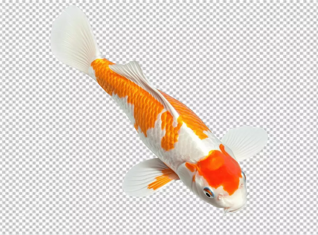 Vibrant Orange and White Koi Fish Swimming Gracefully for Aquatic Designs