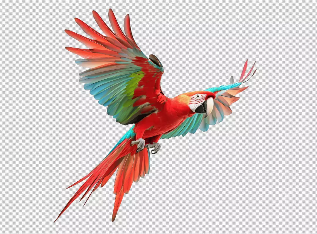 Vibrant Scarlet Macaw Parrot Flying with Wings Spread Tropical Bird Image