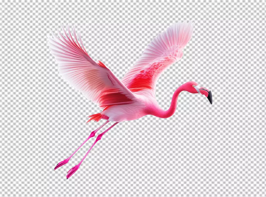 Graceful Pink Flamingo Soaring with Wings Spread in a Dynamic Flight