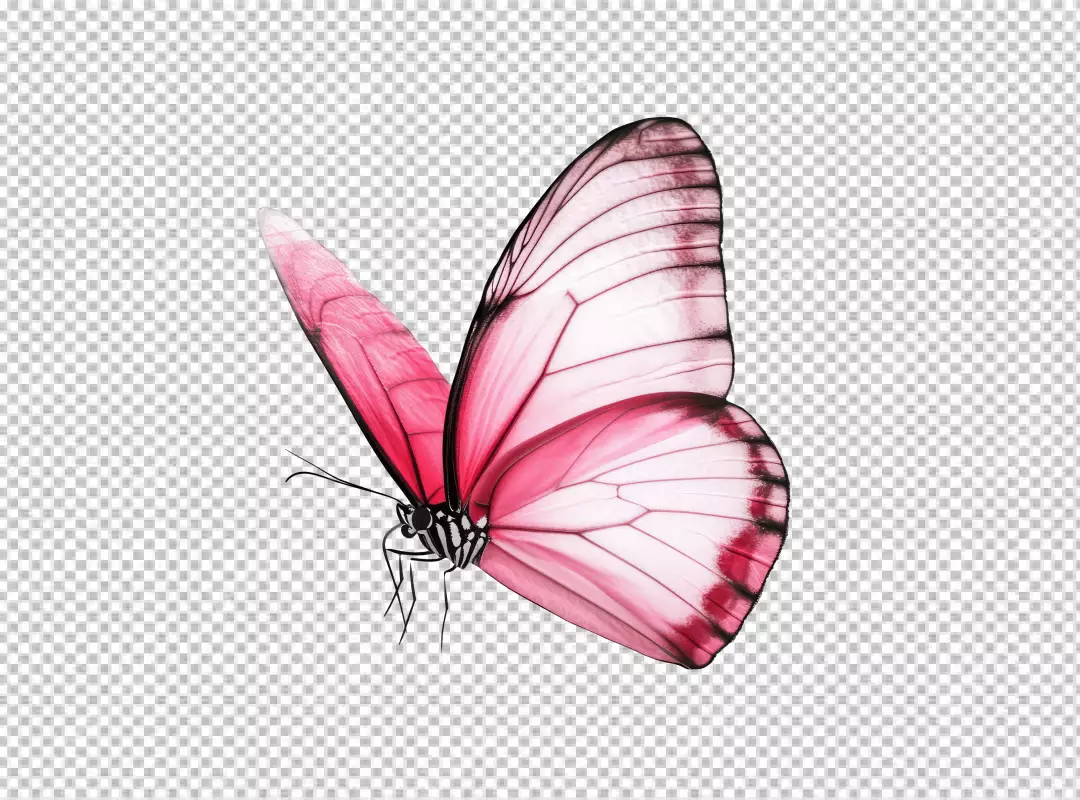 Elegant Pink Butterfly PNG Cutout for Creative Projects