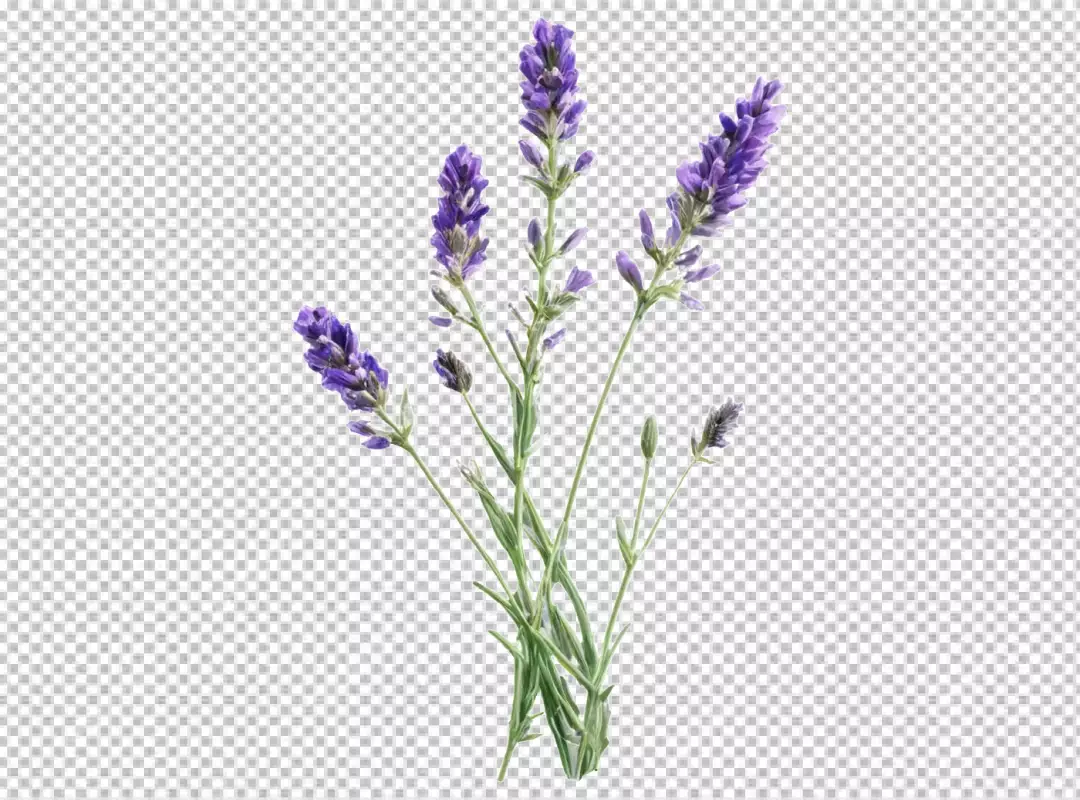 Vibrant Purple Lavender Flowers with Green Stems Isolated on White Background