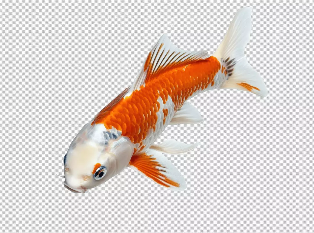 Vibrant Orange and White Koi Fish Swimming Gracefully for Aquatic Designs 7263