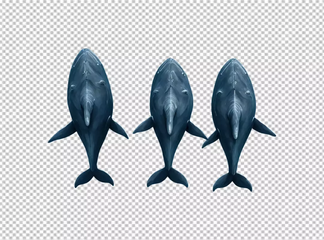 Three Graceful River Dolphins Swimming, Isolated Top View on White Background