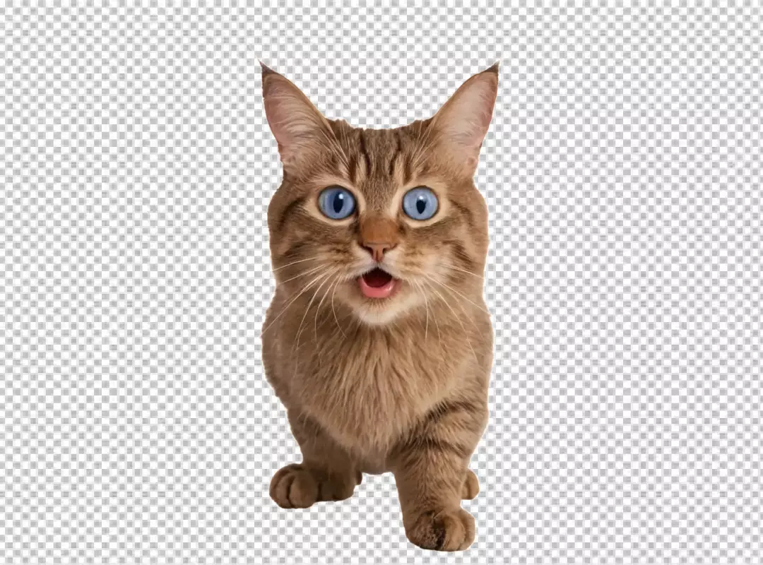 Wide-Eyed Feline with Expressive Blue Eyes on a Clean White Background
