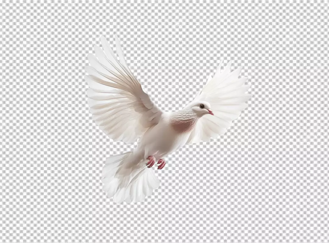 Graceful White Dove Flying Symbol of Peace and Hope