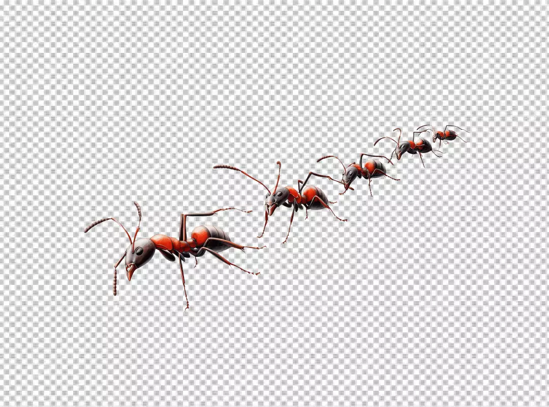 Realistic Red and Black Ants Marching in a Line PNG Cutout for Design