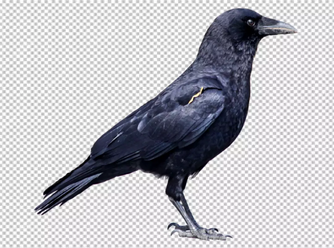 Majestic Black Crow Standing Proudly Observing its Environment