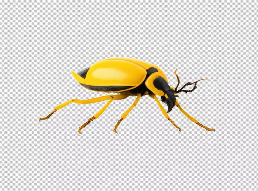 Striking Yellow and Black Leaf Beetle Side Profile on White Background for Nature Studies