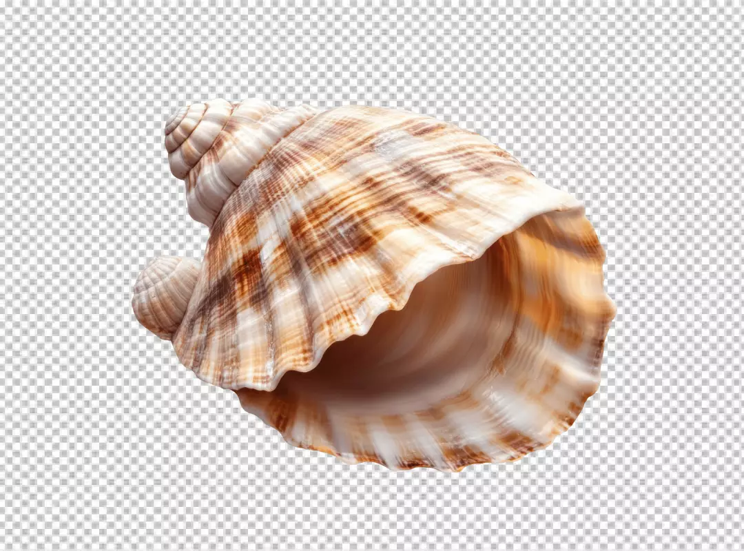 Natural Spiral Seashell PNG Cutout for Ocean and Marine Design Projects
