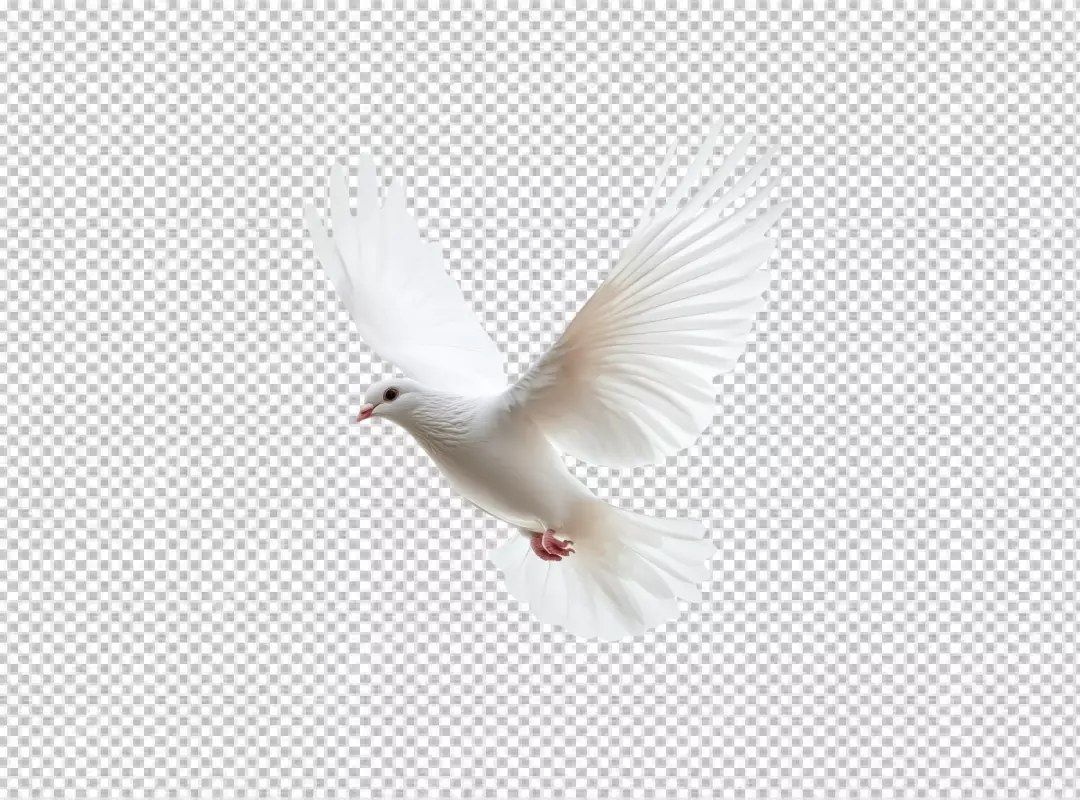 Majestic White Dove in Graceful Flight: High-Quality PNG Cutout for Design