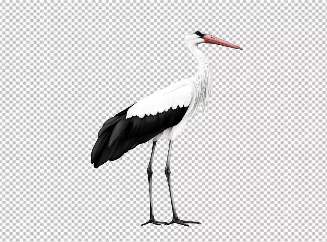 Elegant White Stork Standing Gracefully Bird Illustration PNG
