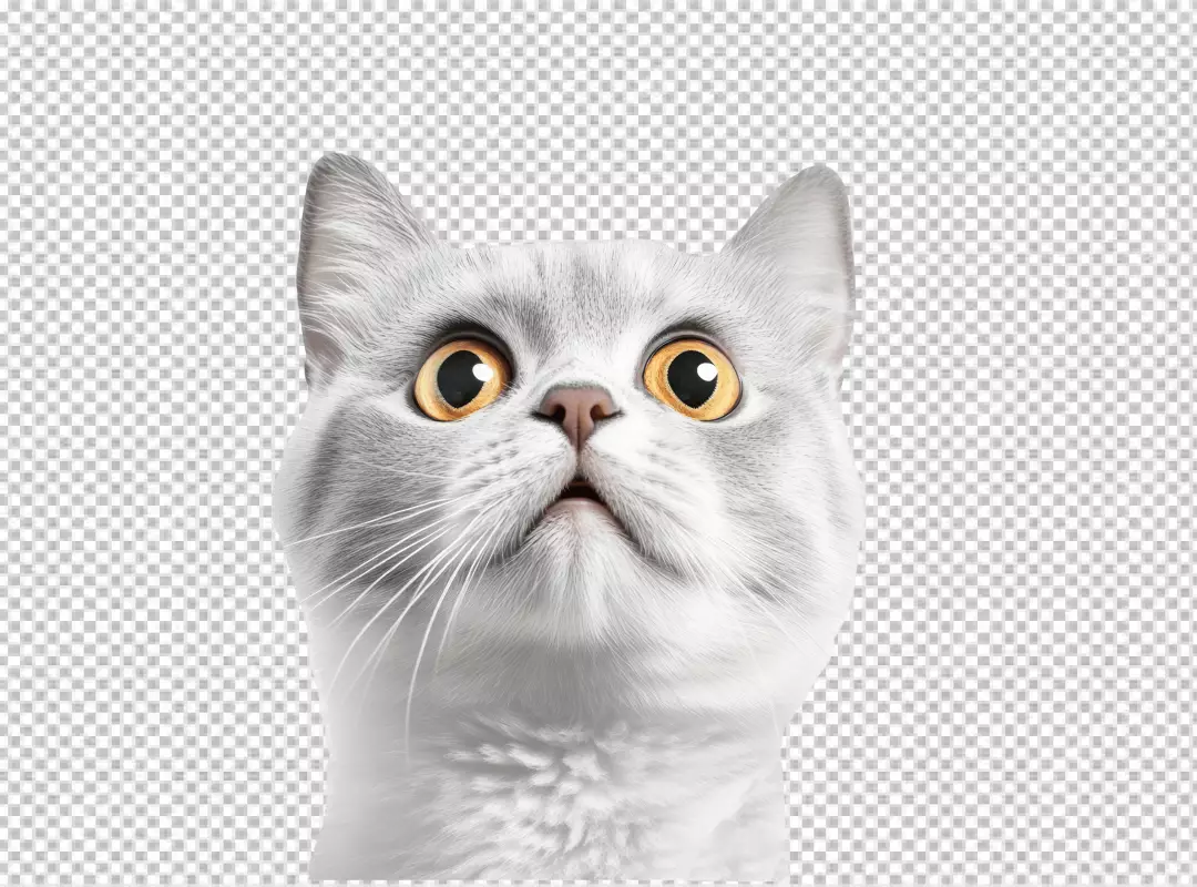 Curious Grey Cat Looking Upwards with Big Yellow Eyes PNG Cutout
