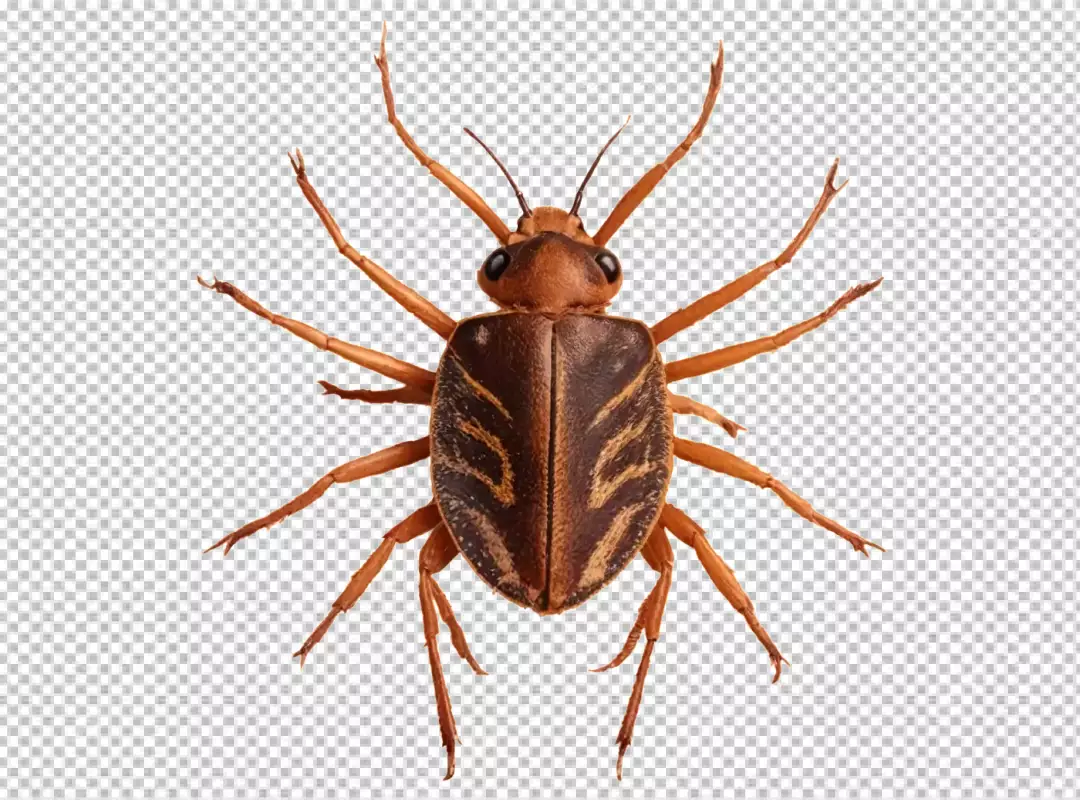 High-Resolution Overhead View of an Isolated Brown Striped Beetle-Like Insect Specimen