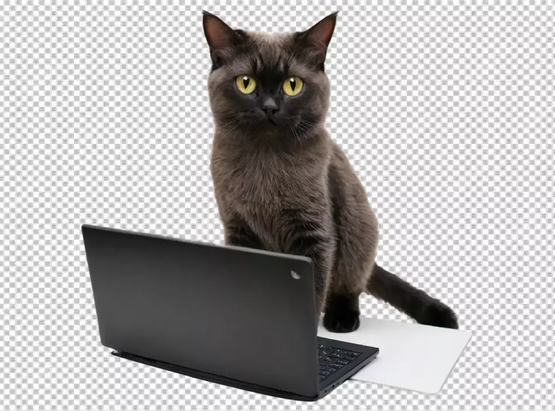 Charming Dark Grey Cat with Bright Yellow Eyes Sits Behind Laptop Looking at Camera