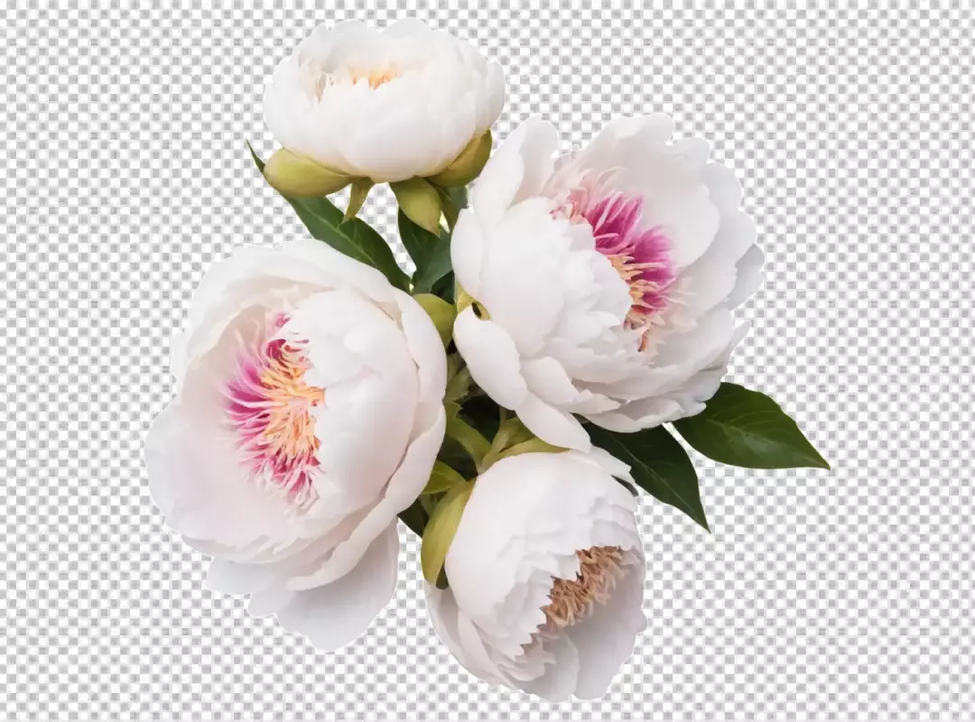 Lush White Peony Bouquet with Pink and Yellow Accents on White Background