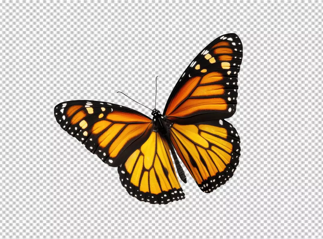 Vibrant Monarch Butterfly in Flight: Beautiful Insect PNG Cutout for Nature Designs