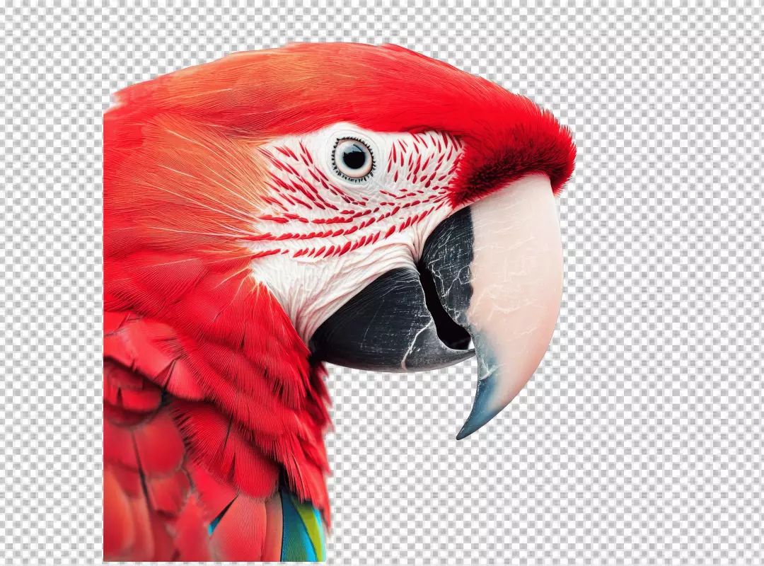Stunning Scarlet Macaw Close Up Detail Tropical Bird Wildlife Photography