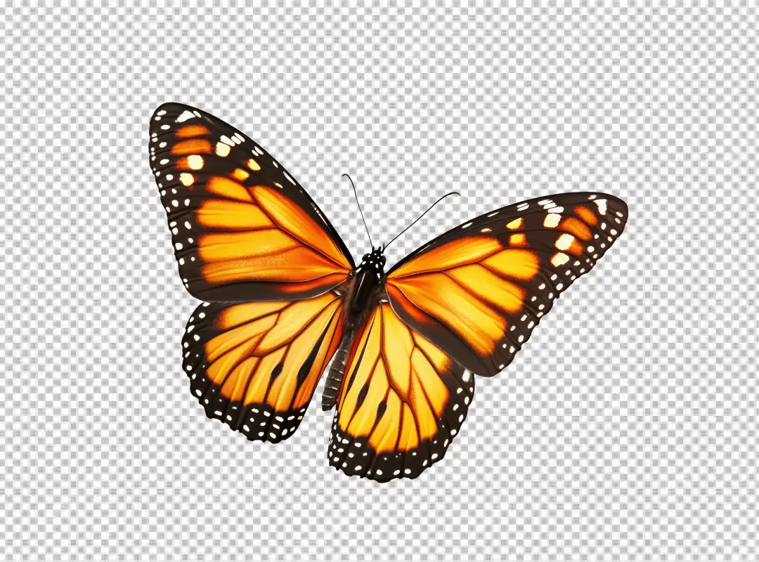 Vibrant Orange Monarch Butterfly Flying Gracefully - HD PNG Cutout