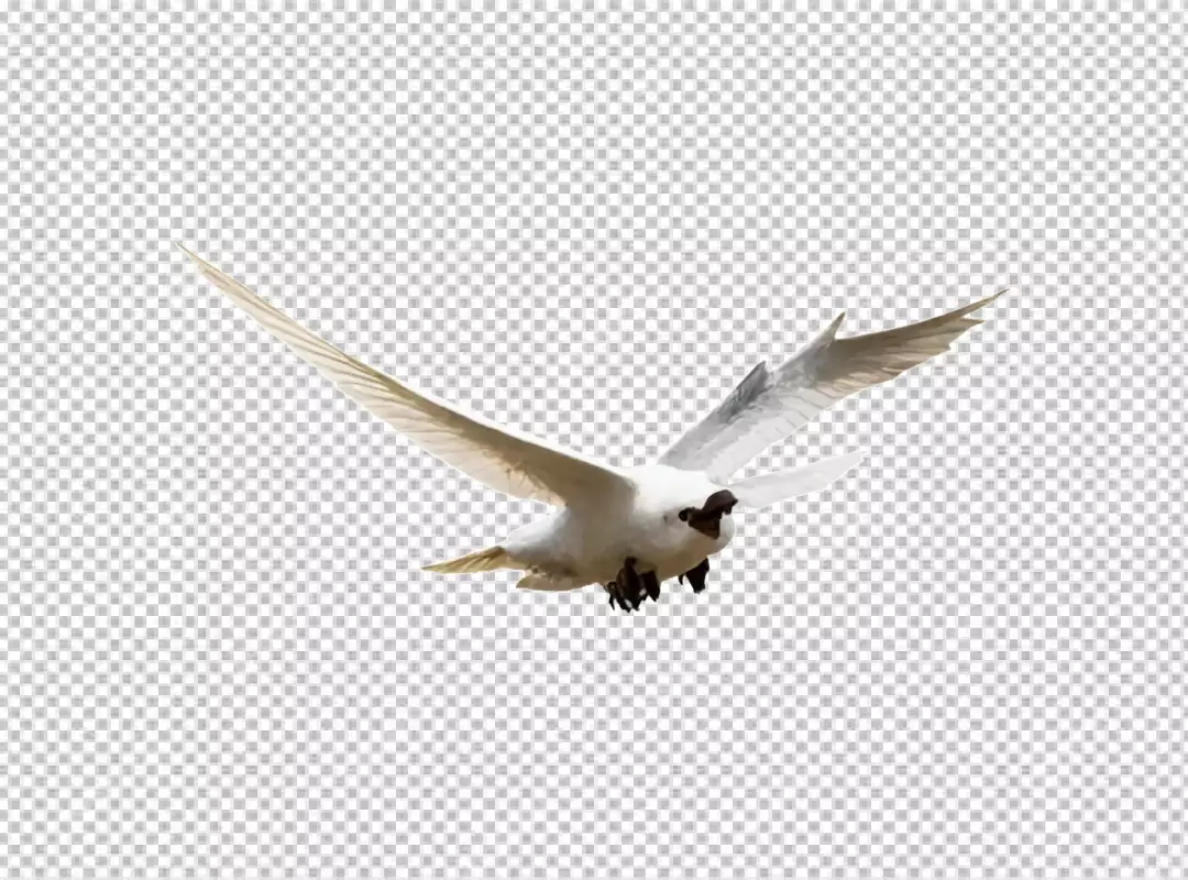 Graceful White Tern Soaring with Wings Spread on Transparent Background
