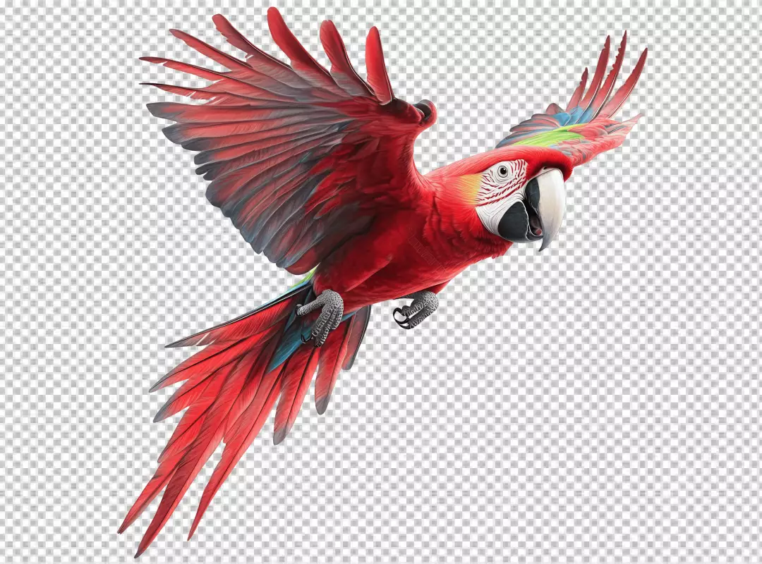 Vibrant Red Macaw Parrot Flying with Wings Spread Exotic Bird PNG Image